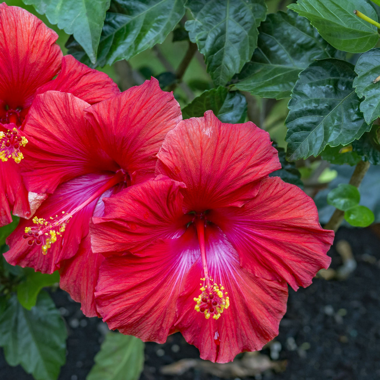 Close-up of vibrant red flowers with green leaves in the background