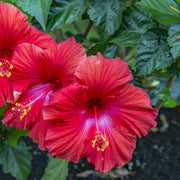 Close-up of vibrant red flowers with green leaves in the background
