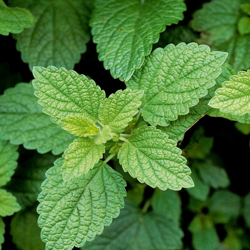 Herbs - Lemon Balm | Organic