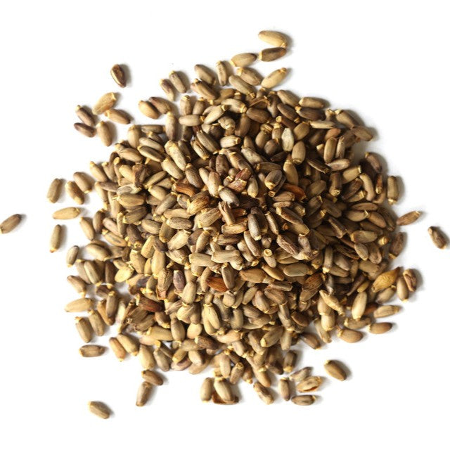 Pile of milk thistle seeds on a white background
