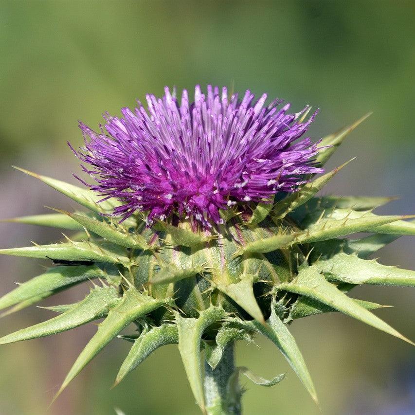 Purple thistle flower with green leaves on a blurred natural background