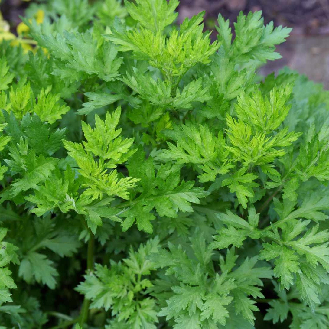 Close-up of a leafy green herb plant with finely dissected, lobed foliage growing in a garden bed.