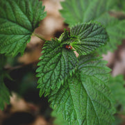 Close-up of a ladybug on green nettle leaves with a blurred natural background