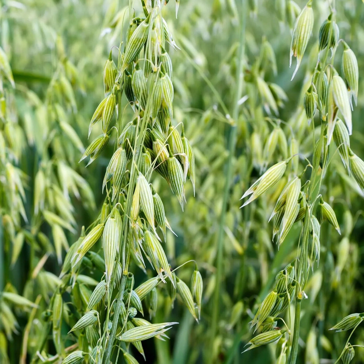 Close-up of green oat stalks with elongated, ribbed seed heads in a natural field setting.