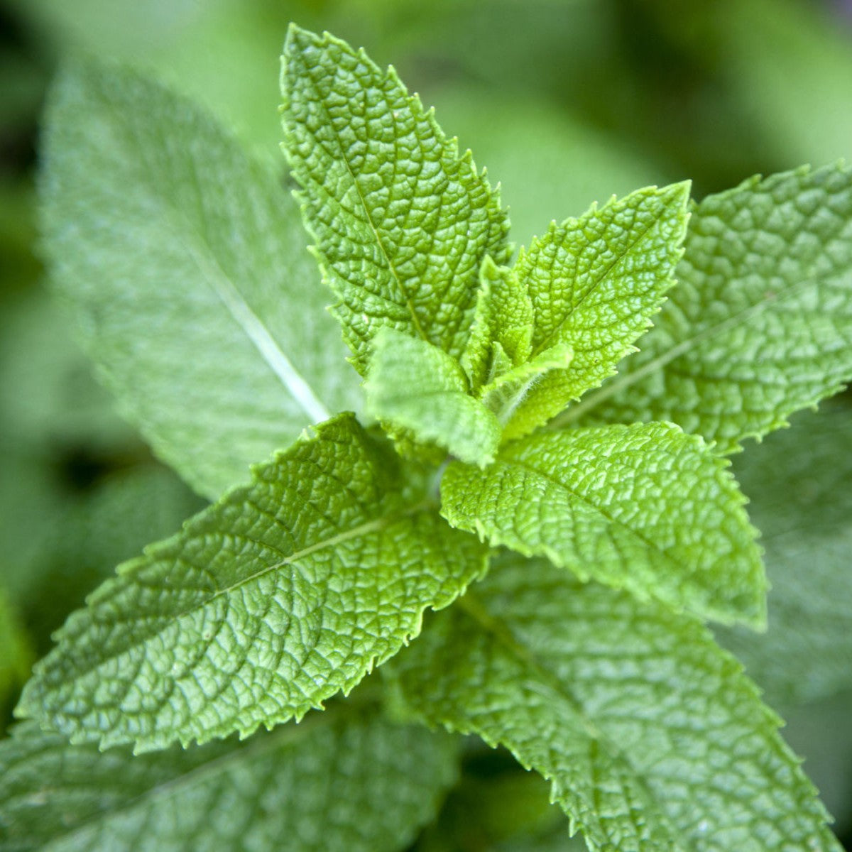 Herbs - Peppermint Leaf | Organic
