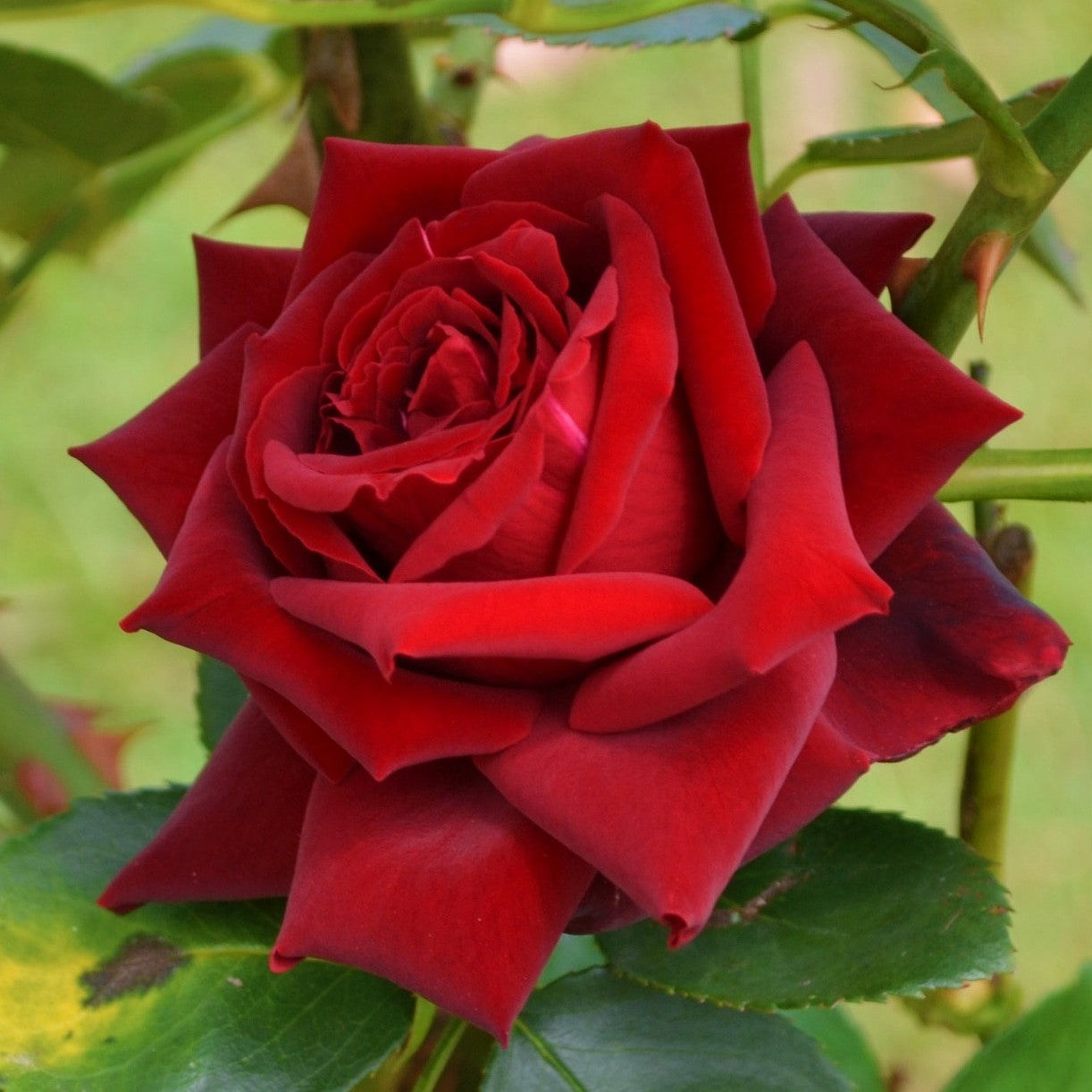 Herbs - Rose Petals Red