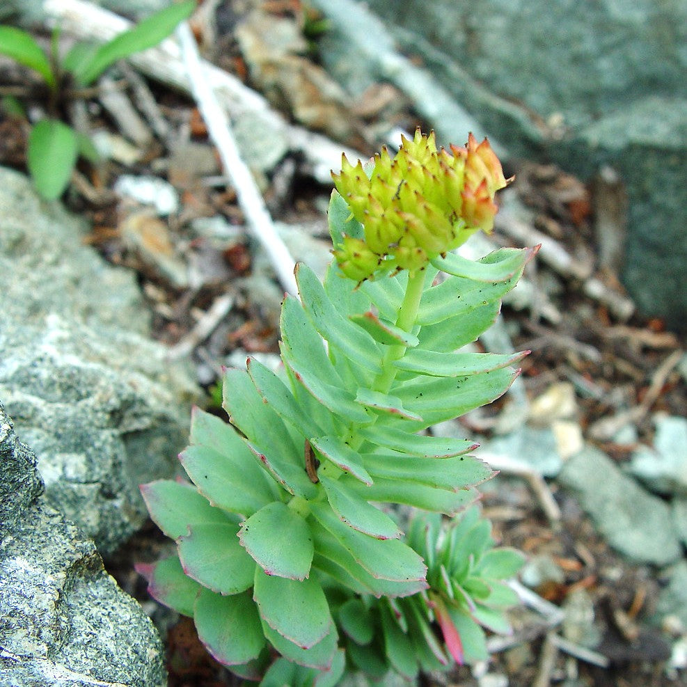 Mountain Rose Herbs - Rhodiola Extract | Organic