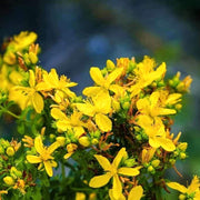 Close-up of st johns wort yellow flowers with a blurred green background