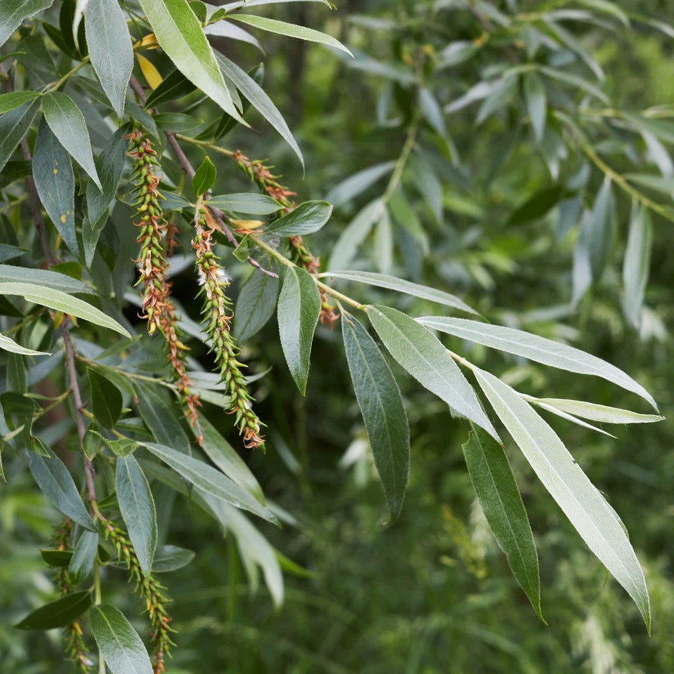 Close-up of willow leaves and catkins with a blurred green background