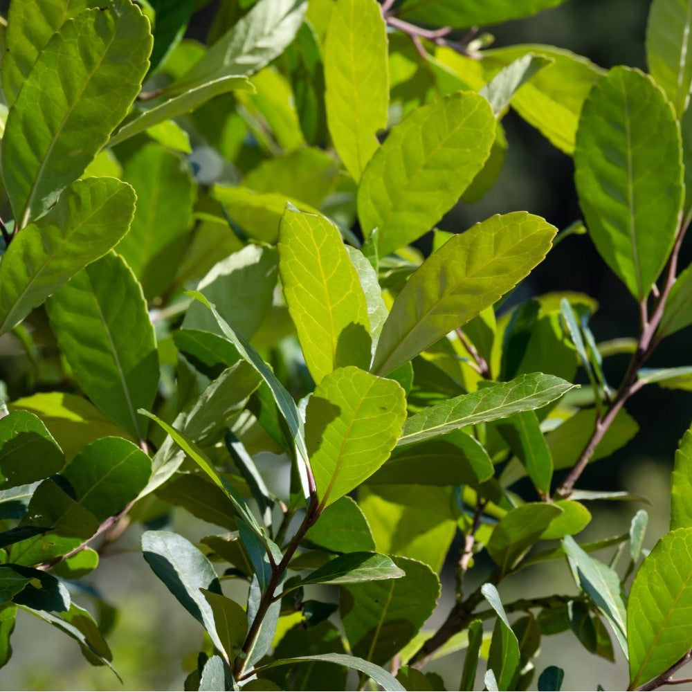 Close-up of green yerba mate leaves with a blurred background