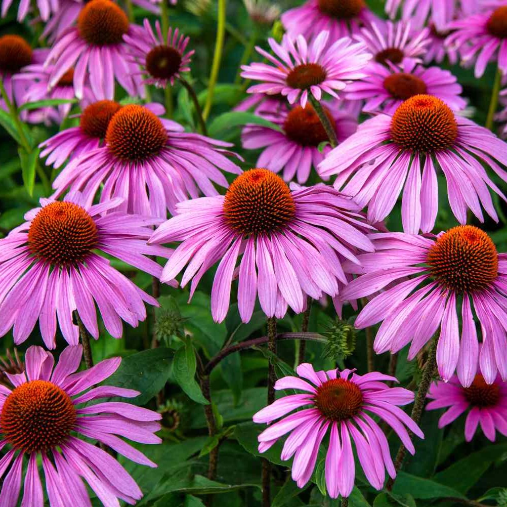 Pink coneflowers with orange-brown centers and green foliage in a garden setting.
