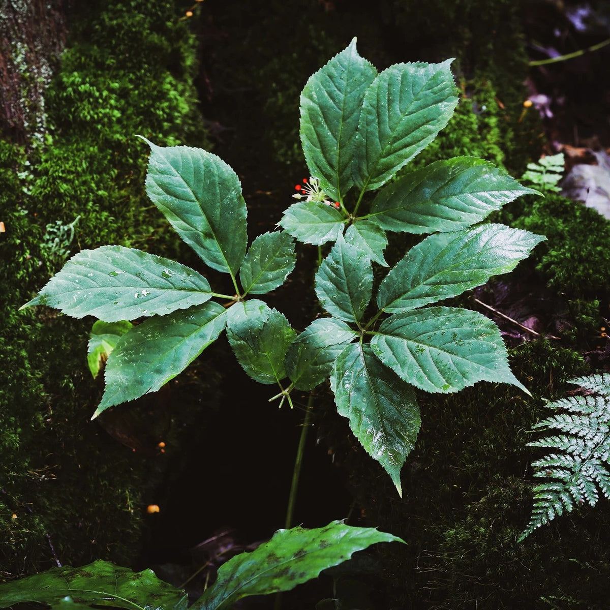 A green leafy plant with broad serrated leaves growing in a mossy forest setting.