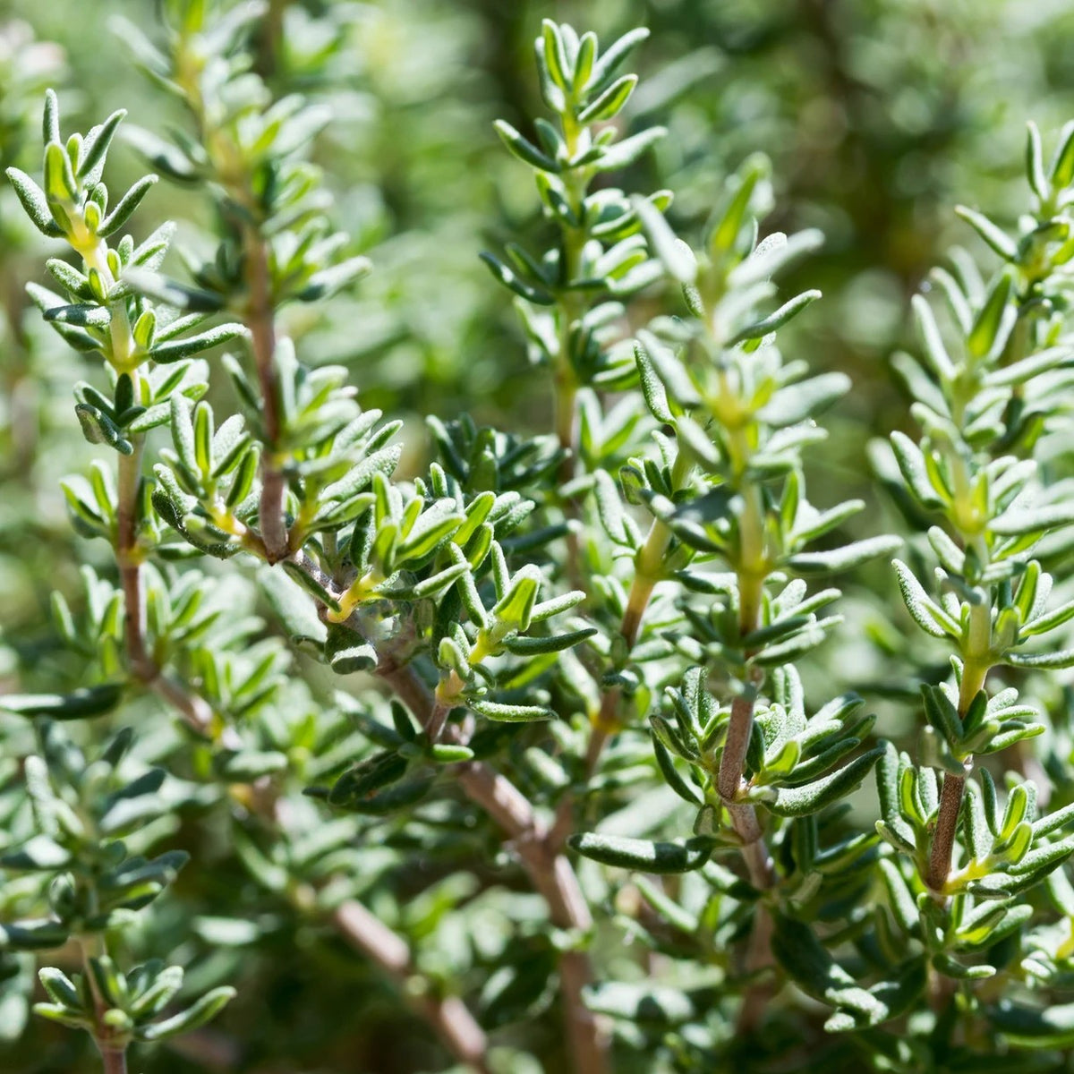Close-up of a green leafy herb plant with small oval leaves and branching stems in natural outdoor light.
