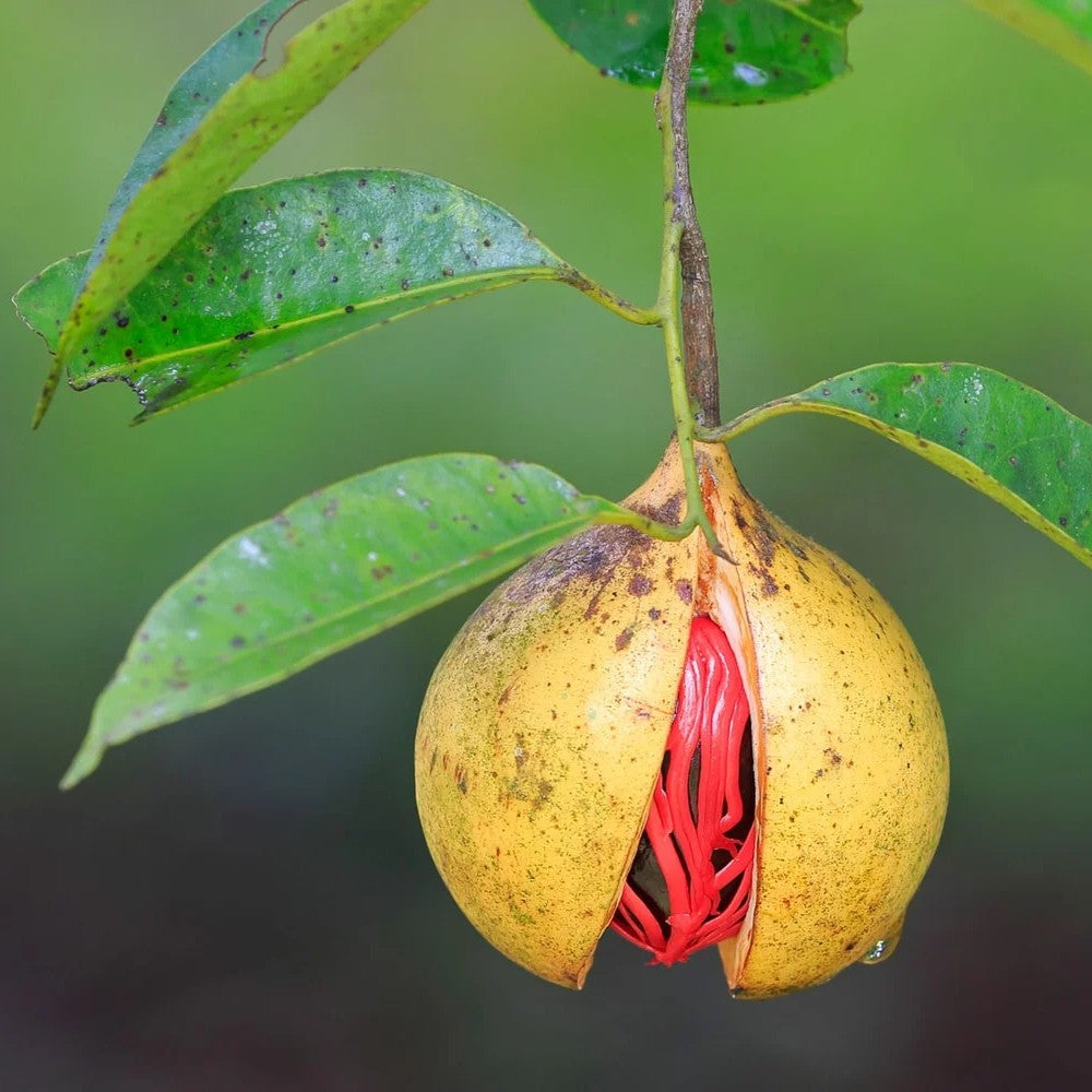 A close-up of a yellow-brown fruit hanging from a branch, split open to reveal bright red seed structures inside, with green leaves and a blurred natural background.